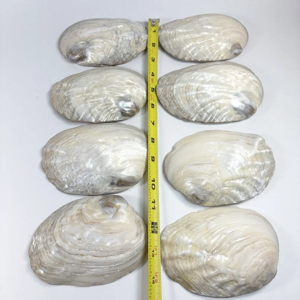 Vtg‎ Mother Of Pearl Seafood Cocktail Shells Set Of 8